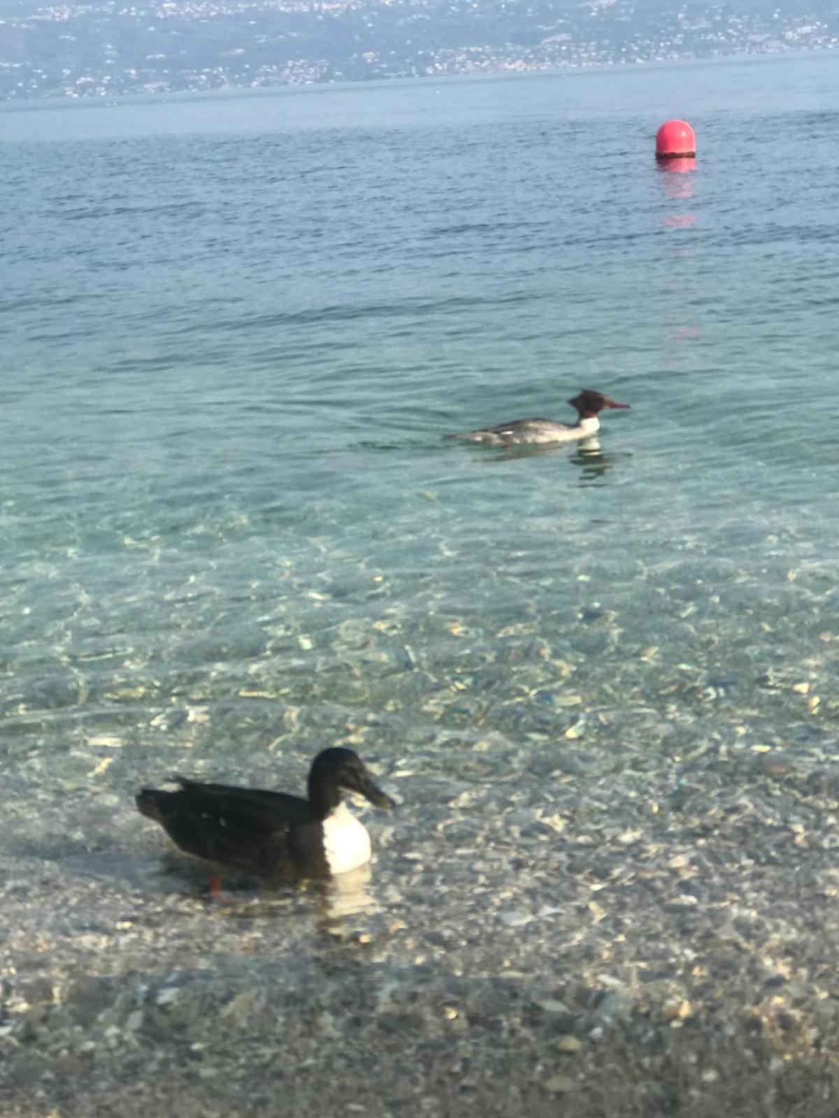 Corte Cardo Manerba del Garda Luaran gambar